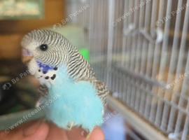 Budgies