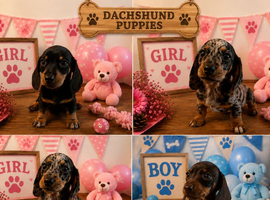 ** MINIATURE DACHSHUND PUPPIES PRA CLEAR **
