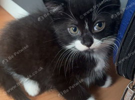 Kitten need rehoming