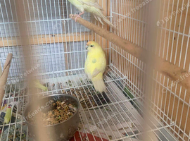 Pair of kakariki