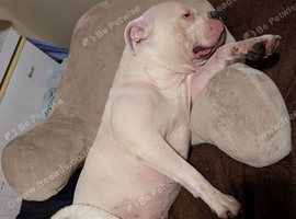Beautiful American Bulldog Puppies