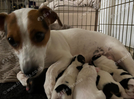 Jack Russell x Jack chi puppies