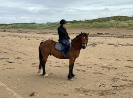 Stunning 6 year old registered Welsh d gelding