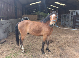 Registered NF geldings