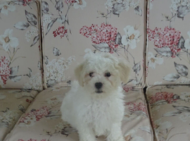Beautiful Bichon Frise Puppy