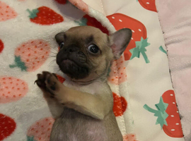 Puppies
