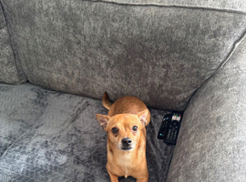 Chihuahua for rehoming