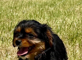 Cavalier x Biewer puppies