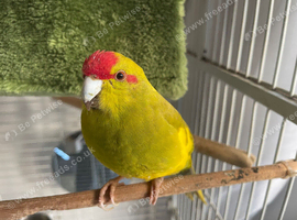 Hen Kakariki Wanted