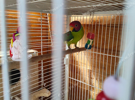 Proven breeding pr plum heads