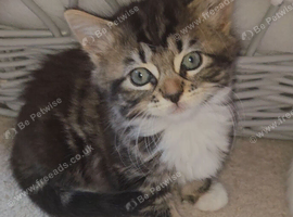 Beautiful fluffy tabby kitten for sale