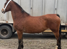 Show quality mare