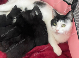 5 gorgeous kittens