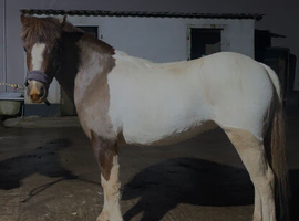 Perfect 1st or 2nd pony / showing prospect