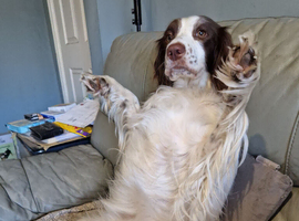 Springer spaniel