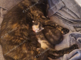 Female Calico Kitten