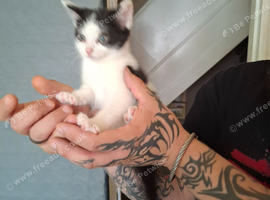 Beautiful kitten for sale, ready now!