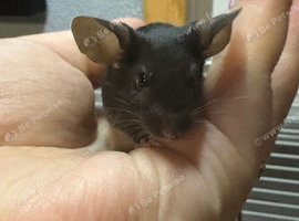 Friendly baby satin male for sale with full set up