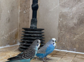 2 beautiful male budgies on sale!