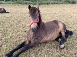 Connemara for sale