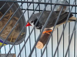 Pied male zebra finch