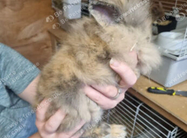 Baby lion head for sale