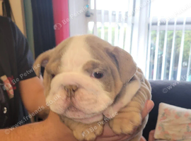 Beautiful Bulldogs pups available