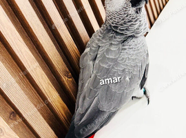 Baby African grey