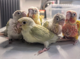 Baby Mooncheck and Suncheek conures 4-6 weeks