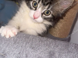 Kitten 10 weeks old