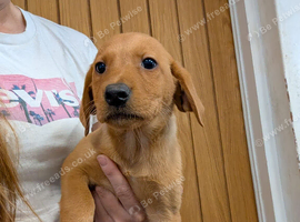 Labrador pups health tested
