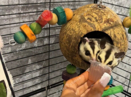 Sugar glider pair