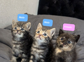 maine coon x British shorthair
