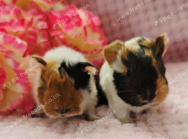 Sow pair