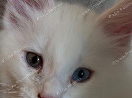 2 left from litter of 6 beautiful white boy with one blue n one green.  eyes stunning like his mama and a beautiful playful silver girl !! litter trai