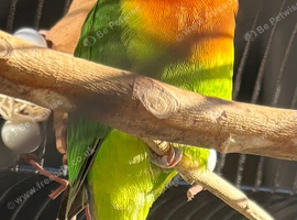 10 month old love bird