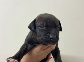 X2 brindle Staffy puppys (bitch & male)