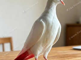 Indian malvi