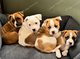 Beauty red and white Staffordshire bull terrier puppies