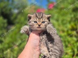 STUNNING TABBY BSH- MUM IMPORTED FROM FRANCE