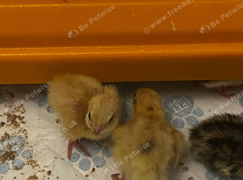 Week old chicks