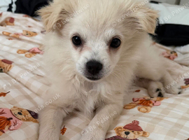 1 girl puppy