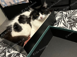 Female cat