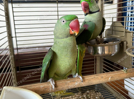 Proven Pair of Alexandrines