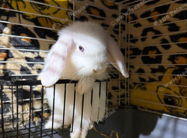 Minilop baby boy (last 1 left) ready now