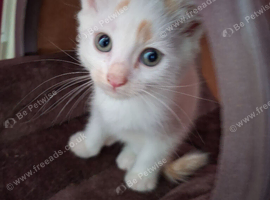 4 beautiful kitten baby's ready to go need homes asap