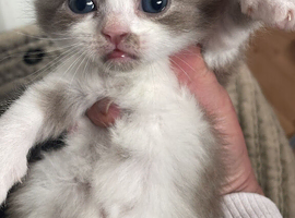 Amazing colour british short hair kittens