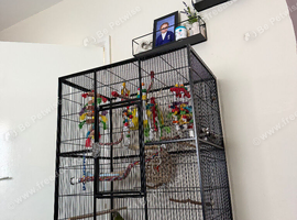 Green cheek conure