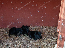 Two young guinea pigs
