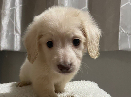 READY NOW LONGHAIRED MINI CREAMS